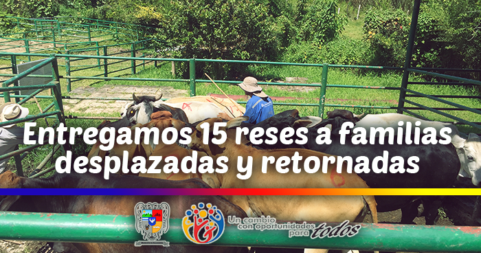 Entregamos 15 reses a familias desplazadas y retornadas del municipio de Alejandr�a